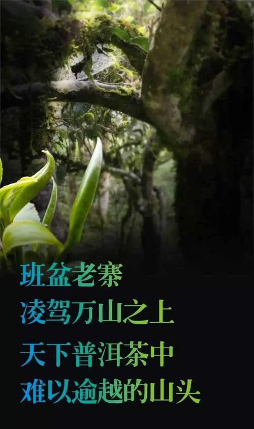 勐海车牌靓号,传承非凡之美